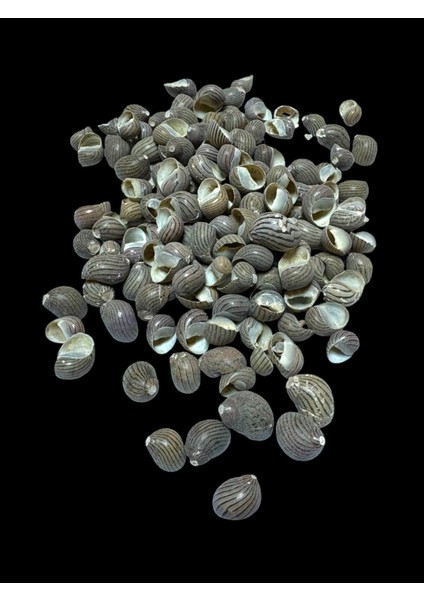 Deniz Kabukları 100 gr No-16-Neritacommunis