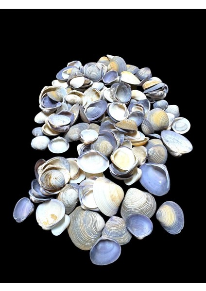 Deniz Kabukları 100 gr No-14-Caycaypurple