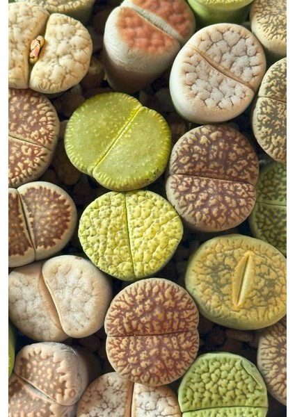 Lithops Ssp fiyatları