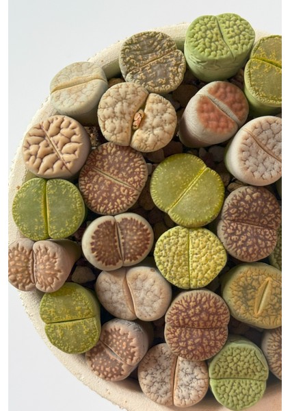 Lithops Ssp modelleri