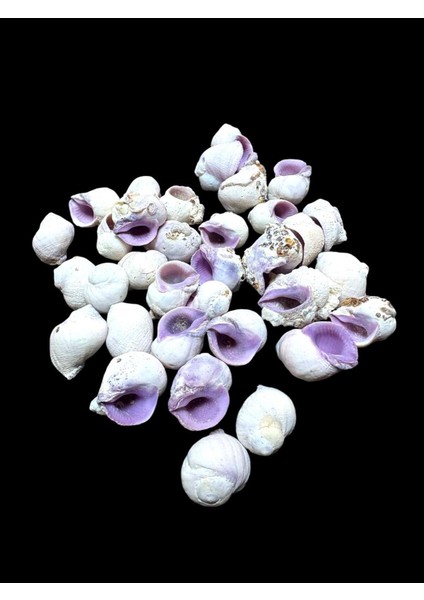 Deniz Kabukları 100 gr No-11-Cebubeauty