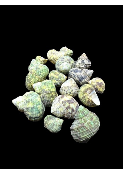 Deniz Kabukları 100 gr No-19-Bruneus
