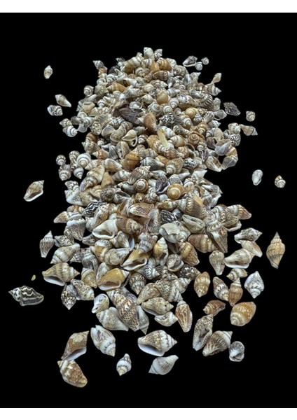 Deniz Kabukları 100 gr No-1-Nassashel