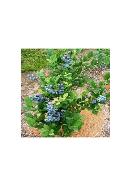 Yaban Mersini Fidanı 2 Yaş