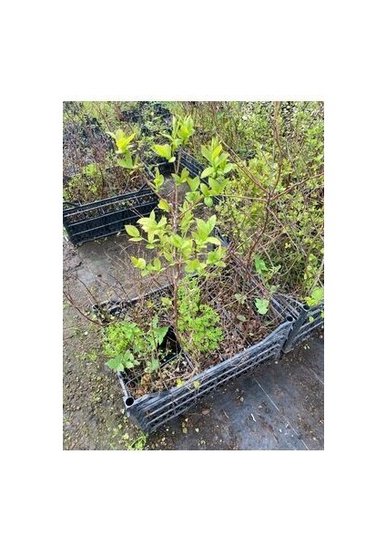 Yaban Mersini Fidanı 2 Yaş fiyatları