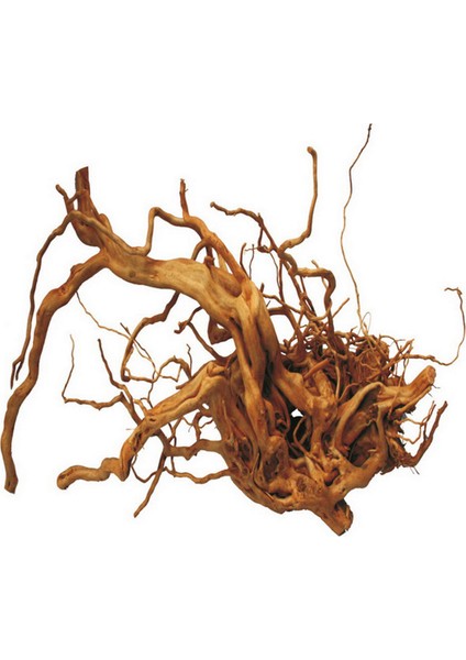 Zengezur Çöl Kütüğü (Bağ)