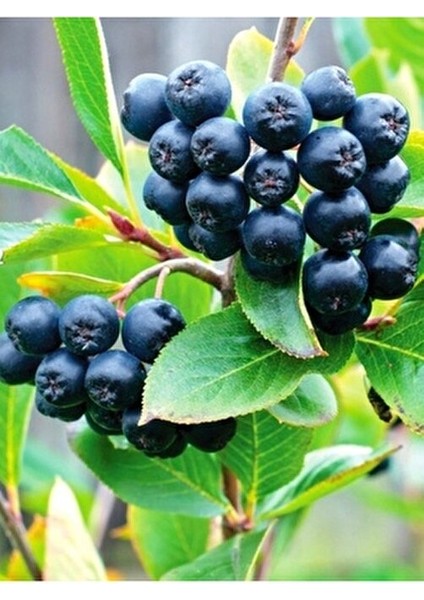 Aronya Fidanı Saksılı/tüplü