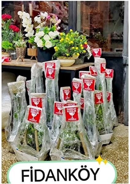 Aronya Fidanı Saksılı/tüplü fiyatları