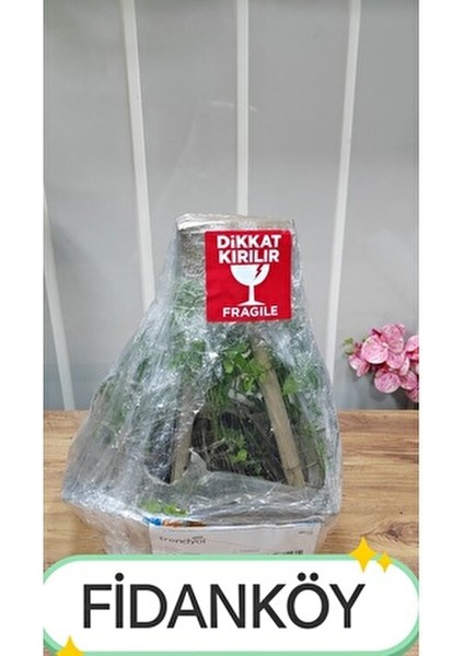 Aronya Fidanı Saksılı/tüplü modelleri