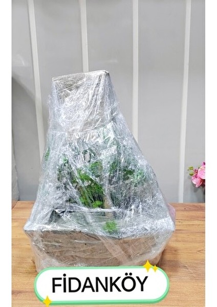 Aronya Fidanı Saksılı/tüplü fırsatları