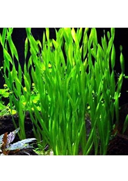 Dev Saz Burgulu 1 Bağ Akvaryum Bitkisi Canlı Bitki Akvaryum Bitkileri 2-4 Kök fiyatları