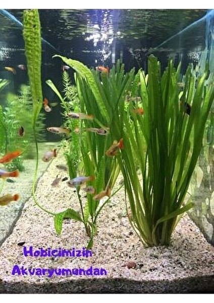 Dev Saz Burgulu 1 Bağ Akvaryum Bitkisi Canlı Bitki Akvaryum Bitkileri 2-4 Kök modelleri