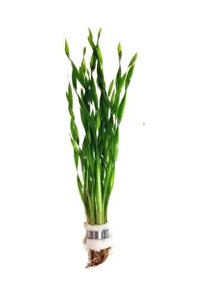 Dev Saz Burgulu 1 Bağ Akvaryum Bitkisi Canlı Bitki Akvaryum Bitkileri 2-4 Kök fırsatları