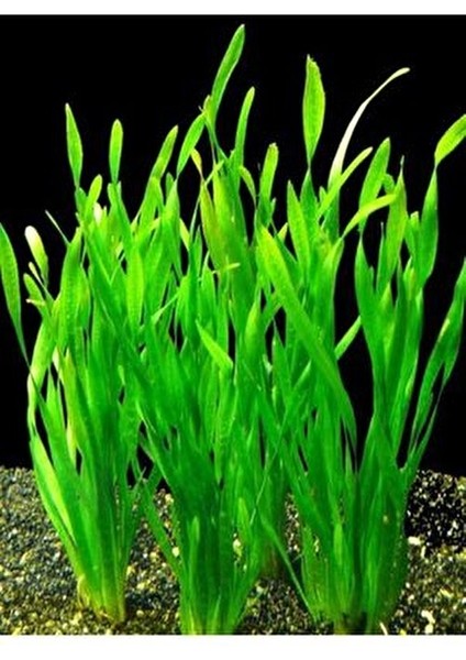 Dev Saz Burgulu 1 Bağ Akvaryum Bitkisi Canlı Bitki Akvaryum Bitkileri 2-4 Kök indirimleri