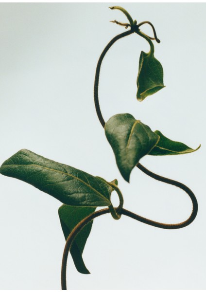 Honeysuckle Medium 610 gr Mum modelleri