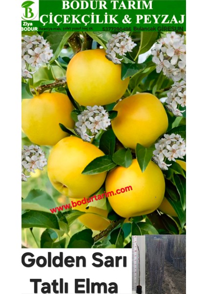 Bulancak 2 Yaşında Yarı Bodur Tüplü Topraklı Aşılı Tatlı Golden Sarı Elma Meyve Fidanı