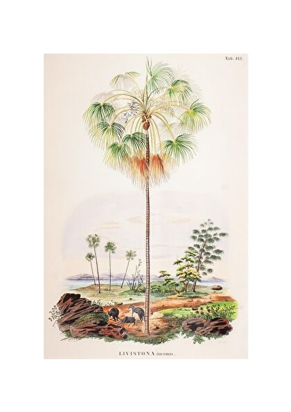 Tropical Serisi Tablo No:2 fiyatları