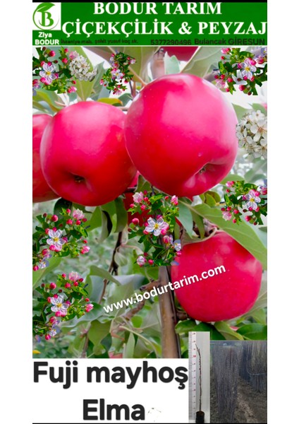Bulancak 2 Yaşında Yarı Bodur Tüplü Topraklı Aşılı Fuji Mayhoş Elma Meyve Fidanı