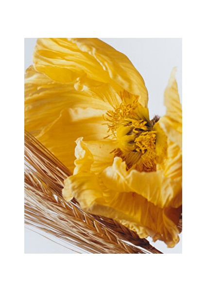 Poppy & Barley Cologne 100ML fiyatları