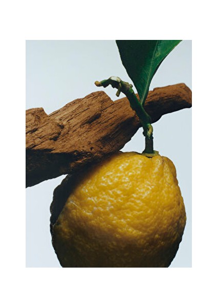 Oud & Bergamot Cologne Intense 100ML fiyatları