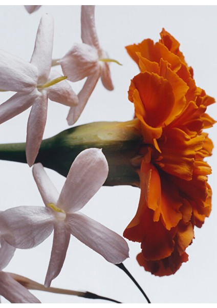 Jasmine Sambac & Marigold Cologne Intense 100ML fiyatları