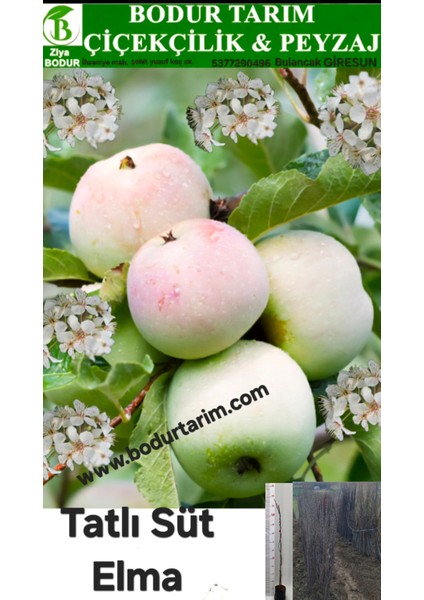 Bulancak 2 Yaşında Yarı Bodur Aşılı Tüplü Topraklı Yöresel Tatlı Kara Süt Elma Meyve Fidanı