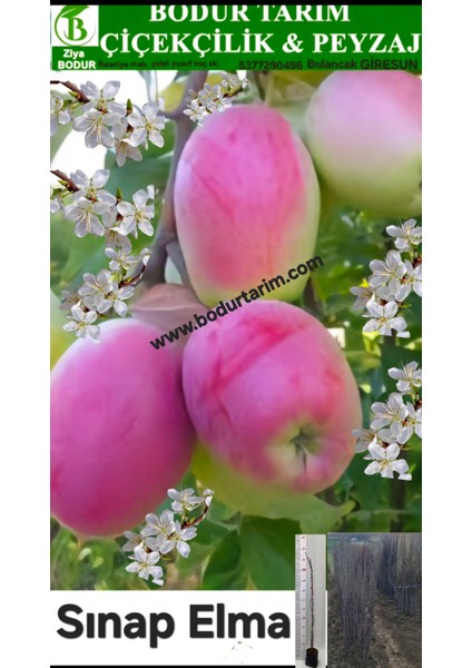 Bulancak 2 Yaşında Yarı Bodur Tüplü Topraklı Aşılı Yöresel Tatlı Sınap Elma Meyve Fidanı