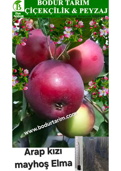 Bulancak 2 Yaşında Yarı Bodur Tüplü Topraklı Aşılı Mayhoş Arap Kızı Elma Meyve Fidanı