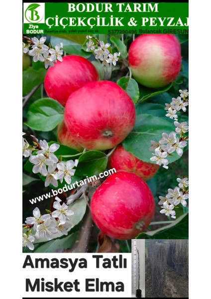 Bulancak 2 Yaşında Yarı Bodur Tüplü Aşılı Tatlı Amasya Misket Elma Meyve Fidanı