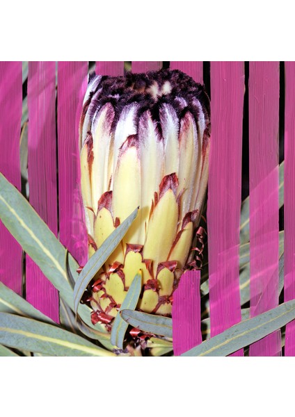 Inflorescence Edp 100 ml Kadın Parfüm fırsatları