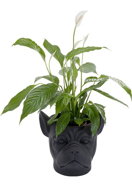 Bulldog Siyah Saksı modelleri