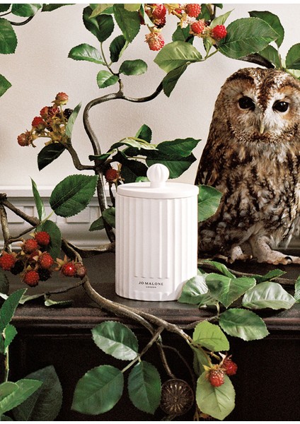 Green Tomato Vine Townhouse Mum 300G fiyatları