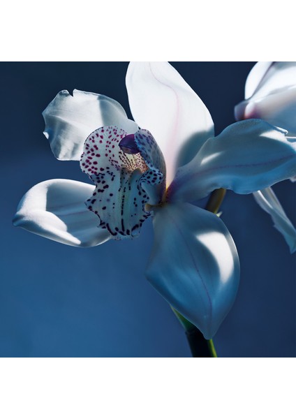 Atelier Des Fleurs Orchidée De Minuit Edp 150 ml indirimleri