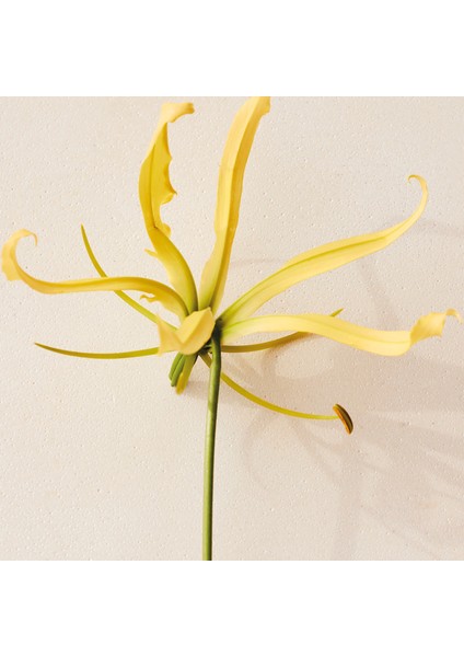 Atelier Des Fleurs Ylang Cananga Edp 150 ml fırsatları