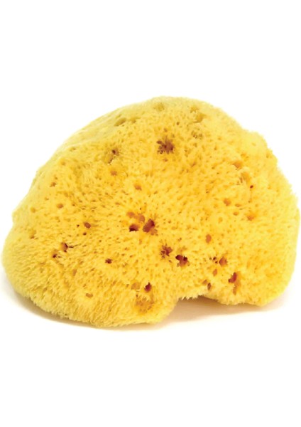 Crab No.14 Banyo Oturağı Bebek Duşu ve Doğal Banyo Süngeri