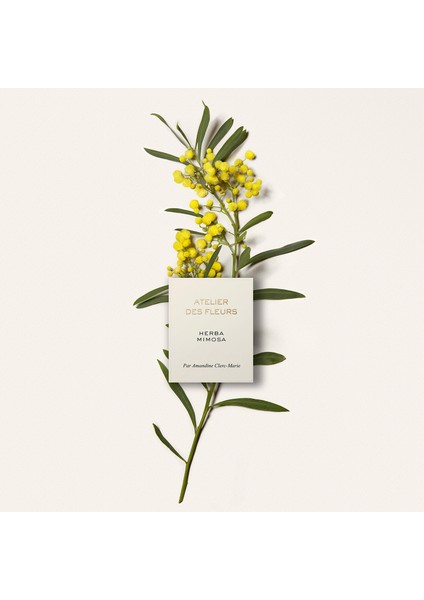 Atelier Des Fleurs Herba Mimosa Edp 150 ml modelleri