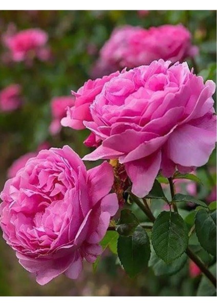 Rosa Damascena Reçellik Isparta Gülü Fidanı 1 Adet 10-20 cm