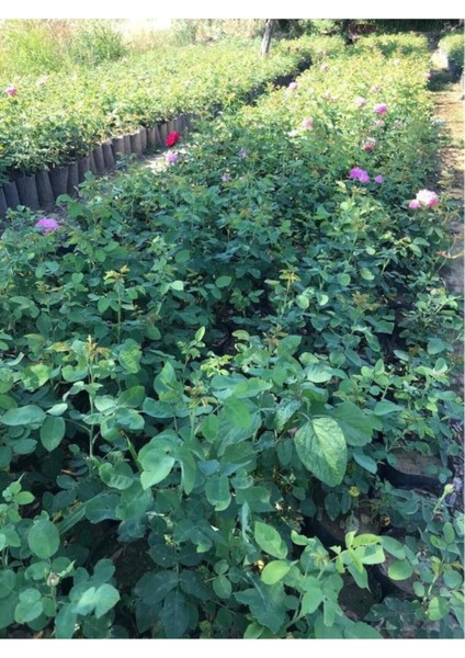 Rosa Damascena Reçellik Isparta Gülü Fidanı 1 Adet 10-20 cm fiyatları