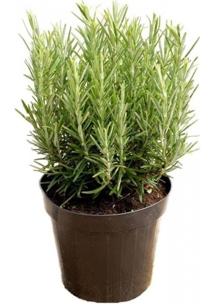 Set Of 3 Plants, Saplings And Flowers 3 Lü Bitki Çiçek Seti 10-20 cm