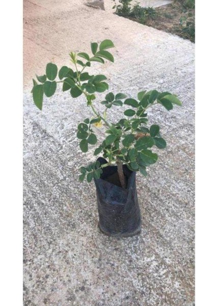 Set Of 3 Plants, Saplings And Flowers 3 Lü Bitki Çiçek Seti 10-20 cm fiyatları