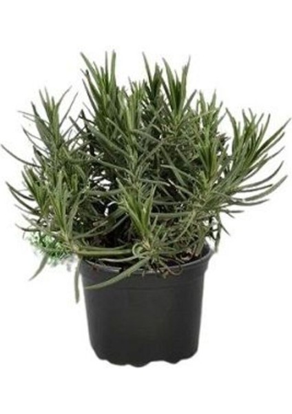 Set Of 3 Plants, Saplings And Flowers 3 Lü Bitki Çiçek Seti 10-20 cm modelleri