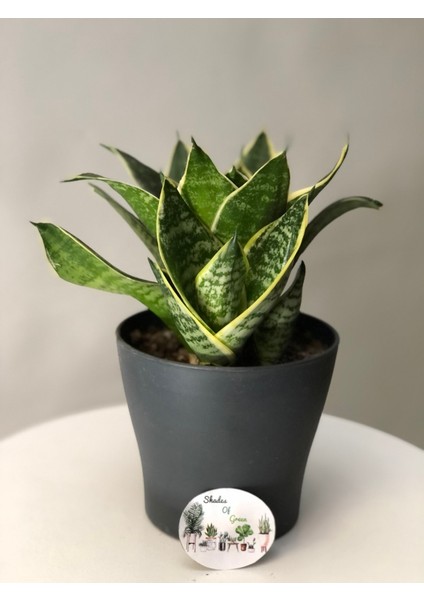 Sanseveria Bodur Kılıç Çiceği Fidanı 10-20 cm