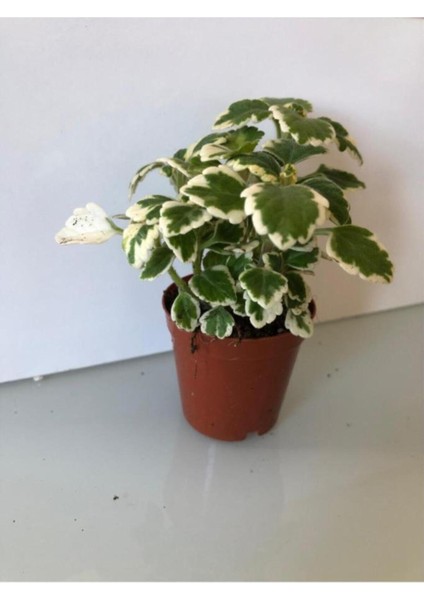 Benjamin Sarı Yeşil Yaprak Güzeli 10-20 cm fiyatları