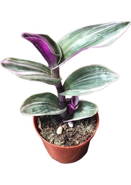 Tradescantia Zebrina Kaktüs Sukulent 10-20 cm fiyatları