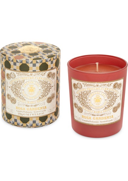 Rosa Gardenya Kokulu Mum