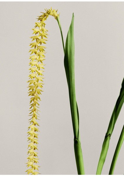 Orchid 170 gr Mum modelleri