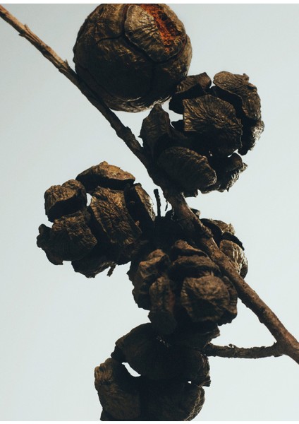 Cypress Balls 170 gr Mum modelleri