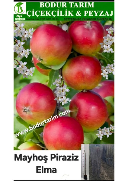 Bulancak 2 Yaşında Yarı Bodur Aşılı Tüplü Topraklı Piraziz Ekşi Mayhoş Elma Meyve Fidanı