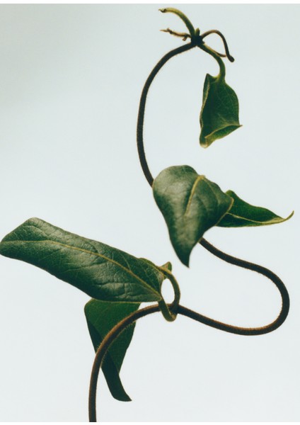 Honeysuckle 330 gr Mum modelleri