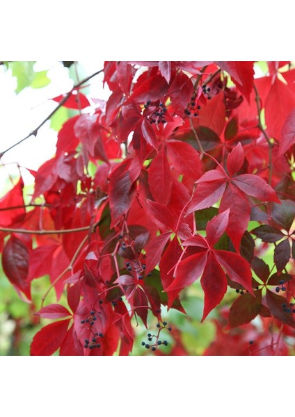 Amerikan Sarmaşığı 5 Adet - Tırmanıcı Çok Yıllık Bitki